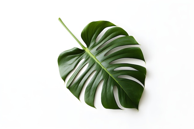 Monstera vert sur un fond blanc ordinaire