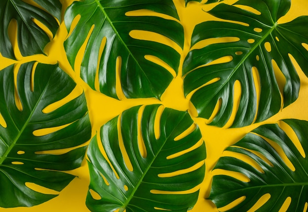 Photo monstera vert laisse gros plan sur fond jaune vif