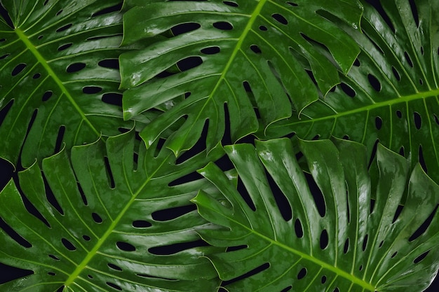 Monstres de feuille verte sur fond noir pour le fond