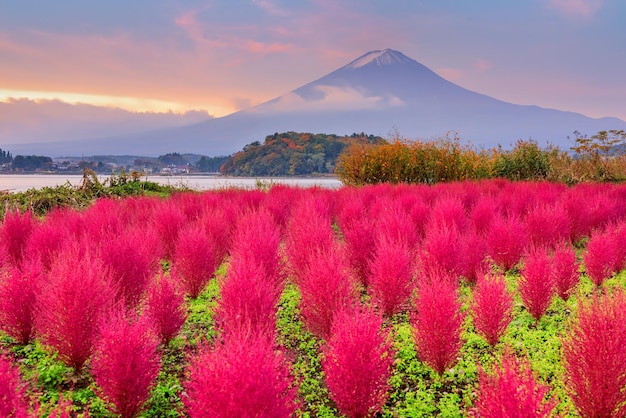 Photo le mont fuji au japon avec les buissons kokia au parc oishi