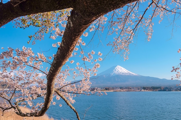 Mont Fuji et Cherry Blossom au printemps kawaguchiko, Yamanashi, Japon