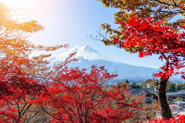 Mont Fuji et érable rouge