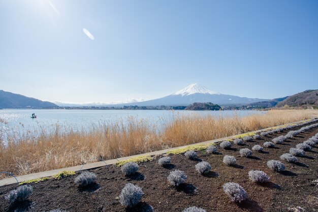 Mont Fuji et fleur violette