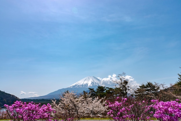 Le mont Fuji et les fleurs de cerisiers en fleurs au parc du lac Shojiko au printemps journée ensoleillée Yamanashi Japon