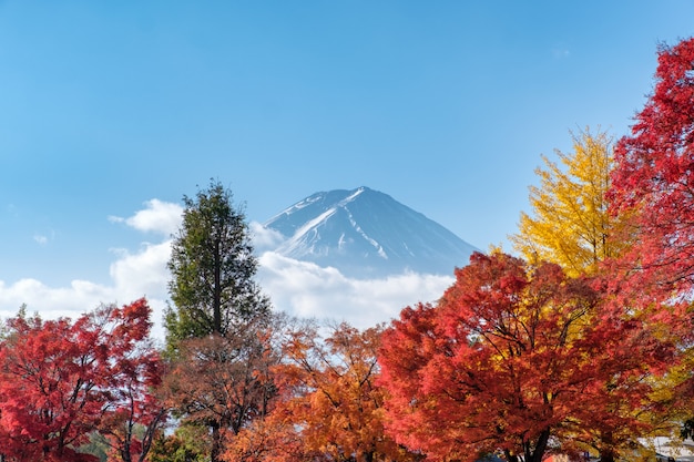 Mont Fuji sur le jardin d&#39;érable en automne