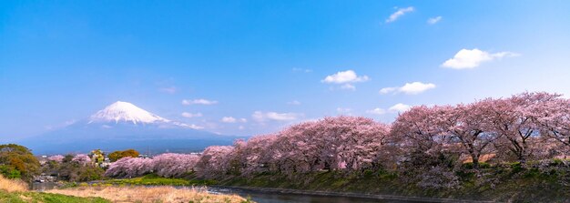 Photo mont fuji mt fuji avec rangée de cerisiers en fleurs fond de ciel bleu et rivière au printemps