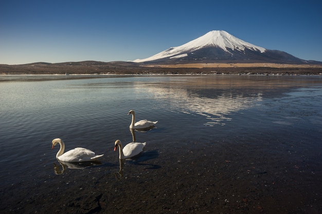 Mont Fuji avec trois cygnes blancs