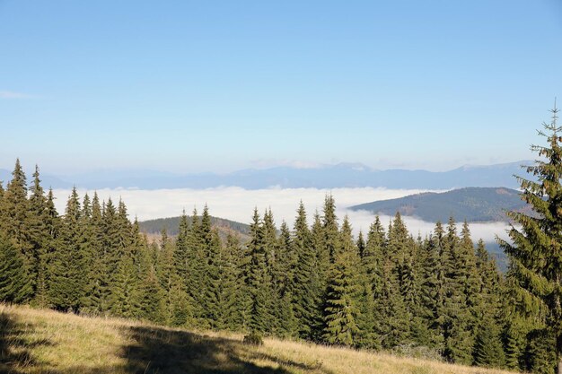 Photo le mont hoverla, sommet suspendu des carpates ukrainiennes sur le fond du ciel