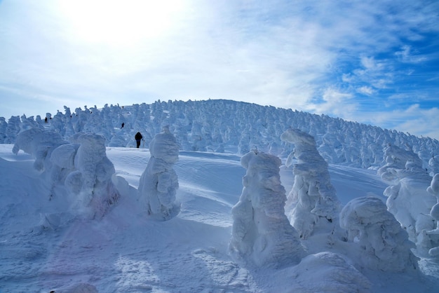 Le mont Zao en hiver arbres enneigés les habitants les appellent des monstres de neige Yamagata Japon