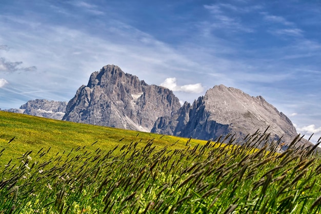 Une montagne au loin avec un champ vert d'herbe et de fleurs devant elle