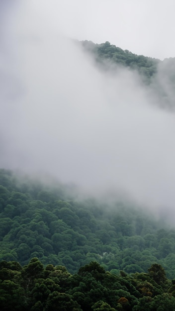 une montagne brumeuse à couper le souffle couverte d'arbres