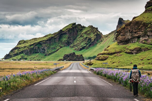 Montagne brute sur l'autoroute de la rocade et fleur de lupin qui fleurit au bord de la route en été à l'Islande