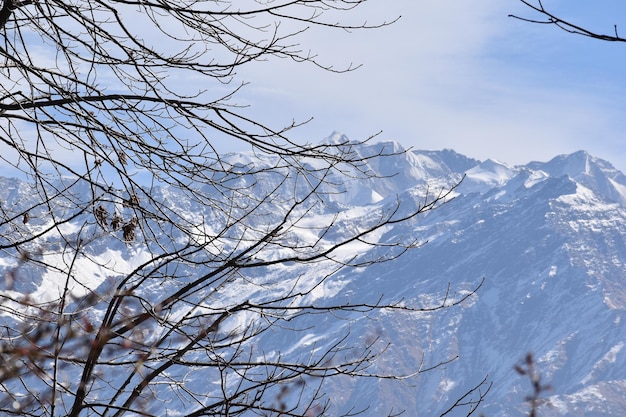 Photo une montagne enneigée avec un arbre au premier plan