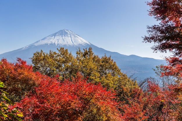 Montagne Fuji et érable