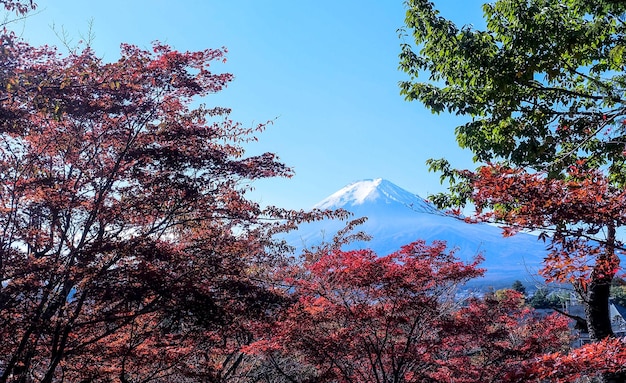 La montagne Fuji est une belle des feuilles rouges