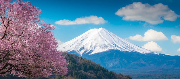 Montagne Fuji et rose Cherry blossom Sakura tree