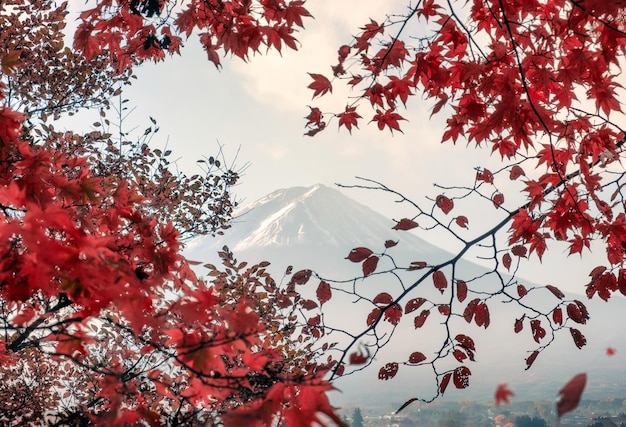 Photo la montagne fujisan en feuilles d'érable rouges à l'automne