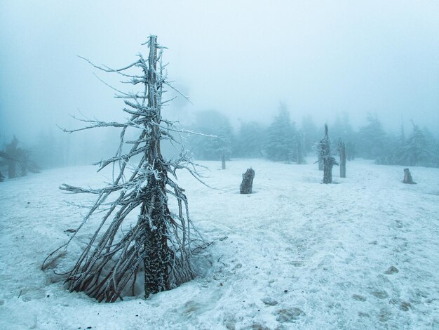 Photo la montagne hakkoda avec le brouillard d'hiver