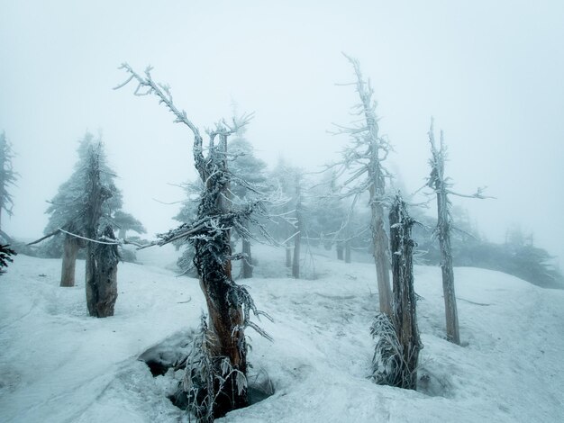 Photo la montagne hakkoda avec le brouillard d'hiver