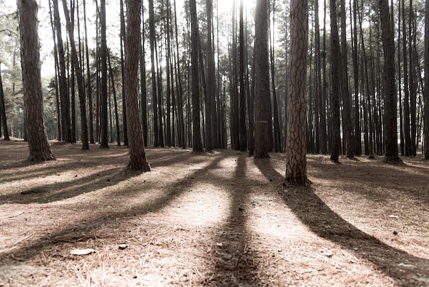 Montagne Khasiya pin jardin de la forêt.