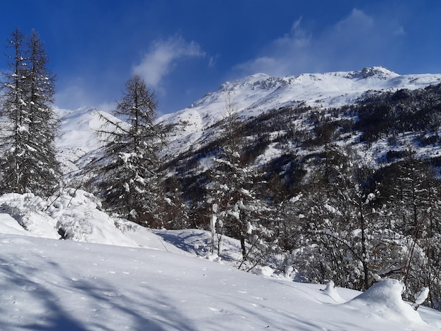 Montagne naturelle d'hiver et paysage de neige blanche Forêt de pins