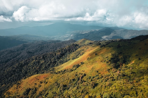 Sur la montagne pendant la journée, arbre sur la montagne