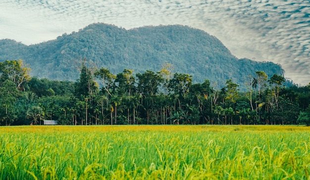 Montagne avec rizières verdoyantes