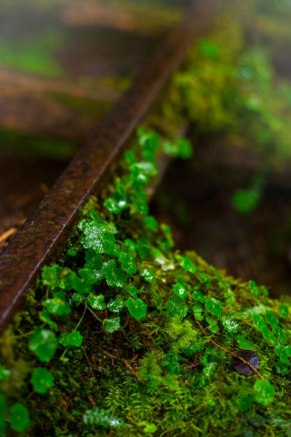 La montagne Taiping, le sentier Jianqing de Taïwan et la mousse vert émeraude à côté du sentier forestier