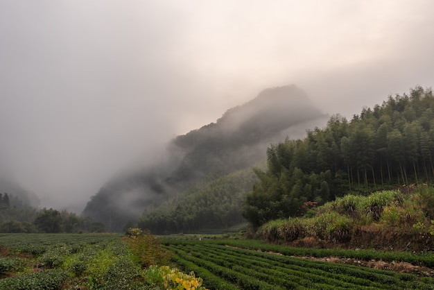 Montagne de thé et forêt dans le brouillard du matin