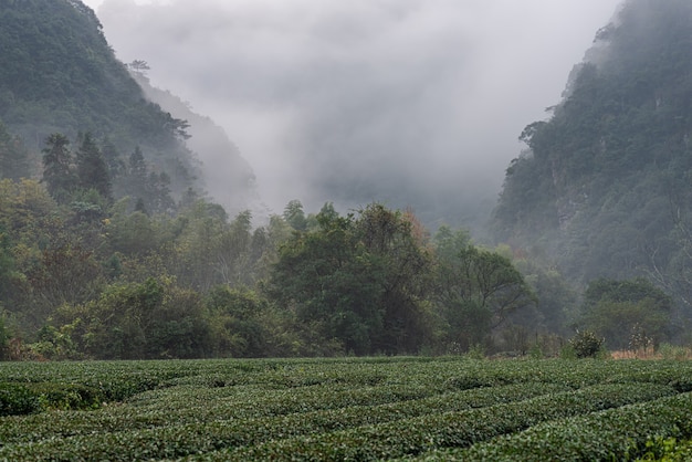 Montagne de thé et forêt dans le brouillard du matin