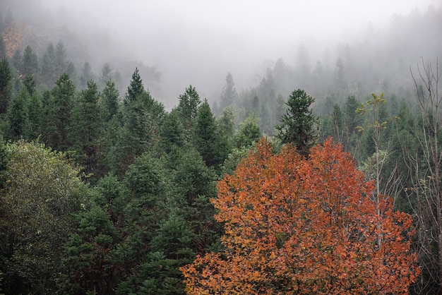 Montagne de thé et forêt dans le brouillard du matin