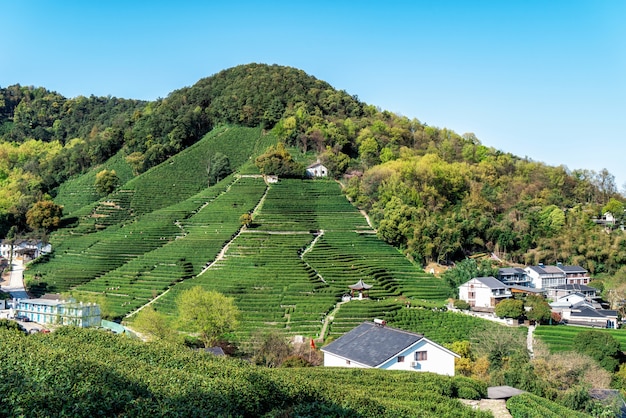 Montagne de thé Longjing du lac de l'ouest de Hangzhou