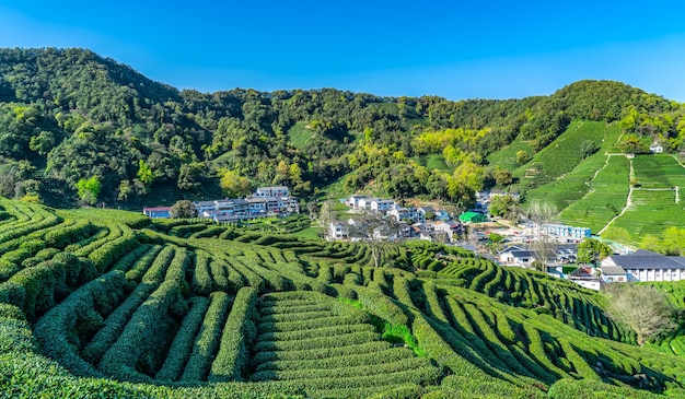 Montagne de thé Longjing du lac de l'ouest de Hangzhou