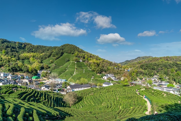 Montagne de thé Longjing du lac de l'ouest de Hangzhou