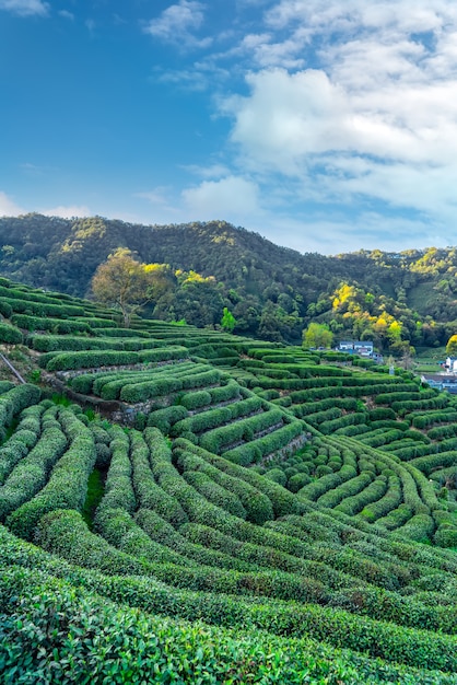 Montagne de thé Longjing du lac de l'ouest de Hangzhou