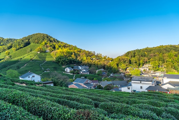 Montagne de thé Longjing du lac de l'ouest de Hangzhou