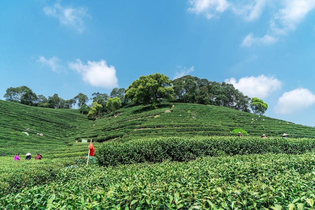 Montagne de thé Longjing du lac de l'ouest de Hangzhou