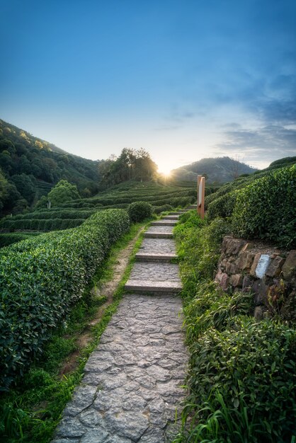 Montagne de thé Longjing du lac de l'ouest de Hangzhou