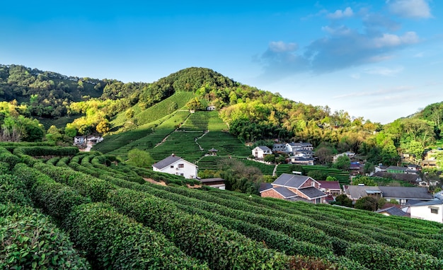 Montagne de thé Longjing du lac de l'ouest de Hangzhou