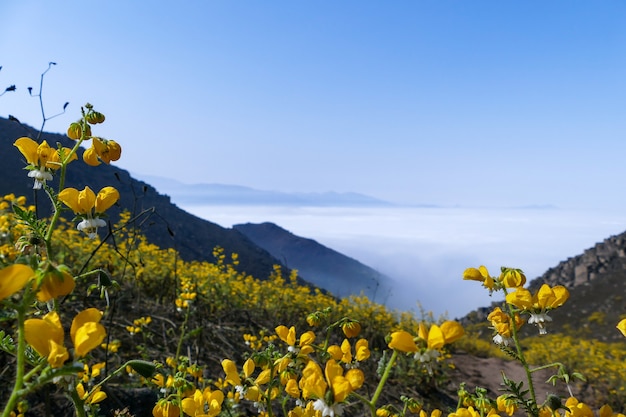 montagne vallée fleur paysage fleurs jaunes