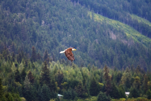 Montagnes de l'Alaska en été