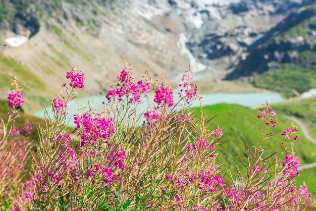 Montagnes des Alpes suisses en été avec des fleurs roses sauvages au premier plan