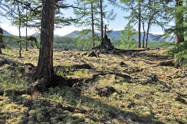 Montagnes d'arbres de mousse