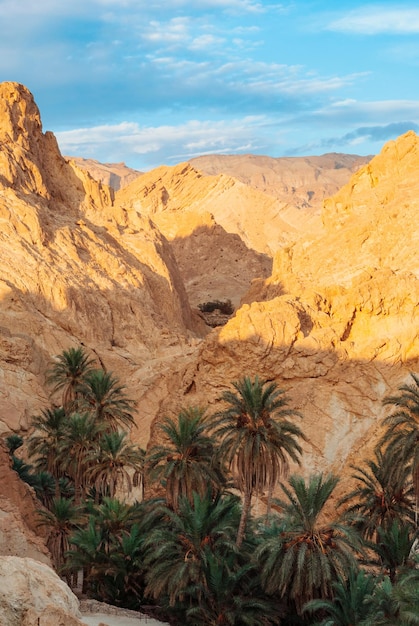 Montagnes de l'Atlas Oasis de Chebika avec palmiers dattiers Canyon du désert Grand Canyon de Tunisie