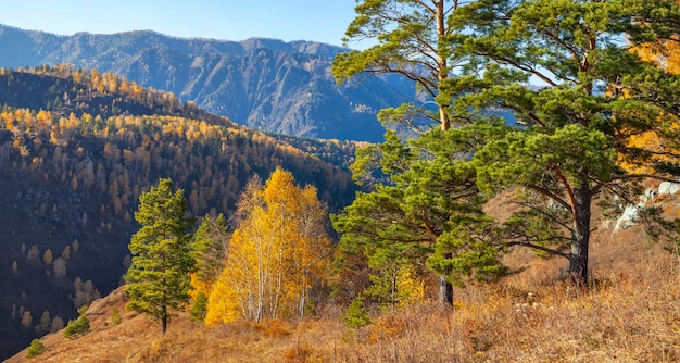 Des montagnes boisées, une nature d'automne par une journée ensoleillée.