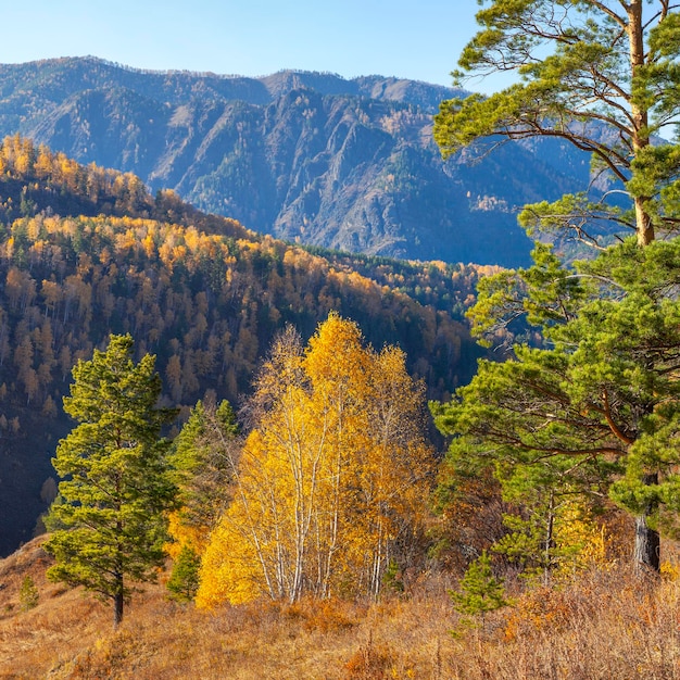 Montagnes boisées nature automne