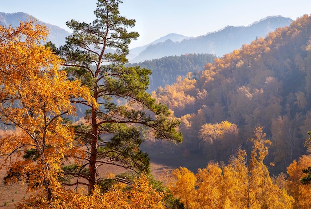 Montagnes boisées nature automne