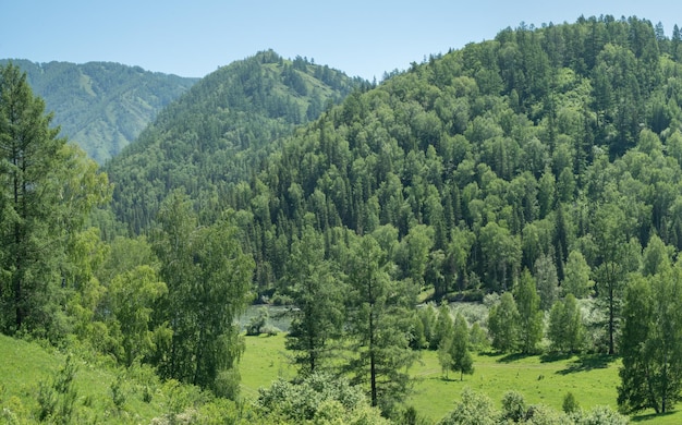 Montagnes boisées par une journée ensoleillée d'été verdure de forêts et de prairies