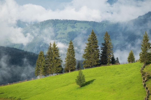 Montagnes brumeuses et champ avec des arbres Paysage après la pluie Une vue pour le fond Image de la nature