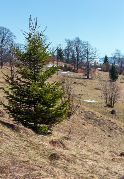 Montagnes des Carpates au début du printemps